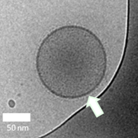 BIOFT-EXO-LactoBiome